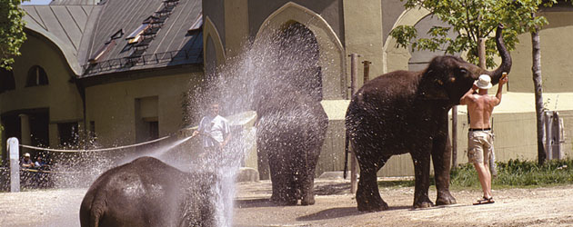 Badespass der Elefanten im Zoo (T. Angermayer)
